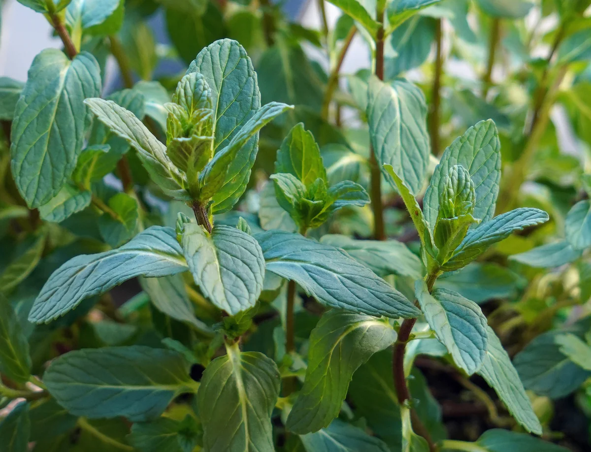 Græn, tennt lauf myntu, Mentha spicata, í nærmynd.